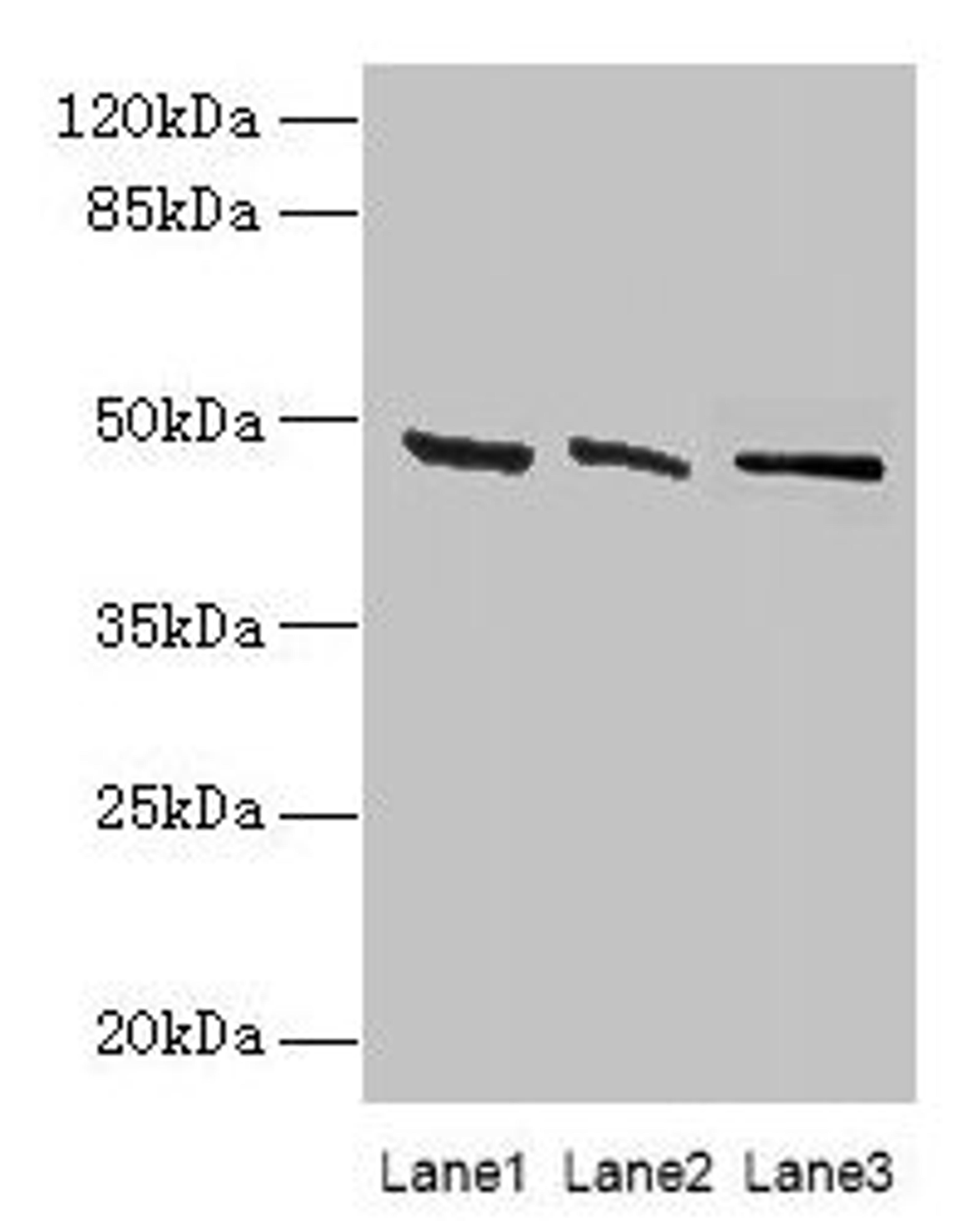 Western blot. All lanes: HSDL2 antibody at 3µg/ml. Lane 1: 293T whole cell lysate. Lane 2: Hela whole cell lysate. Lane 3: HepG2 whole cell lysate. Secondary. Goat polyclonal to rabbit IgG at 1/10000 dilution. Predicted band size: 46, 38 kDa. Observed band size: 46 kDa