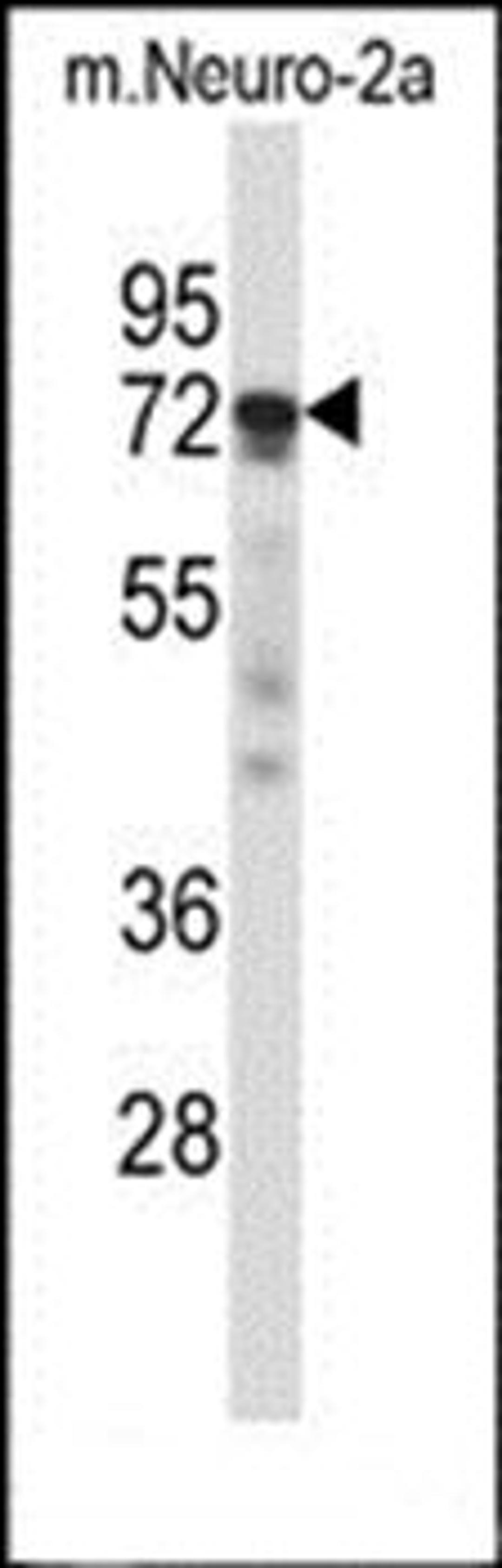 Western blot analysis of mouse Neuro-2a cell line lysates (35ug/lane)using Mouse Prkcz antibody (primary antibody dilution at: 1:1000)