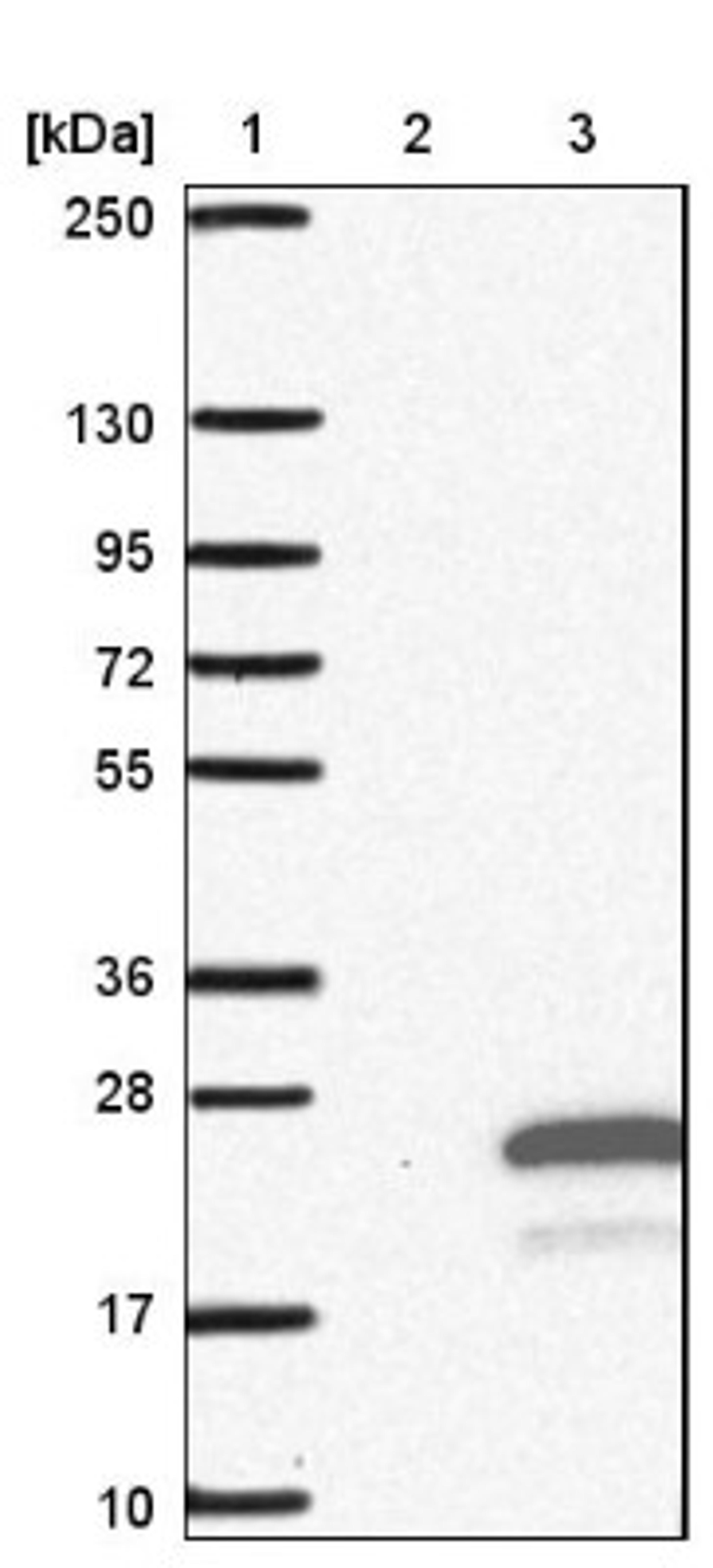 Western Blot: transmembrane protein 138 Antibody [NBP1-92528] - Lane 1: Marker [kDa] 250, 130, 95, 72, 55, 36, 28, 17, 10<br/>Lane 2: Negative control (vector only transfected HEK293T lysate)<br/>Lane 3: Over-expression lysate (Co-expressed with a C-terminal myc-DDK tag (~3.1 kDa) in mammalian HEK293T cells, LY413965)