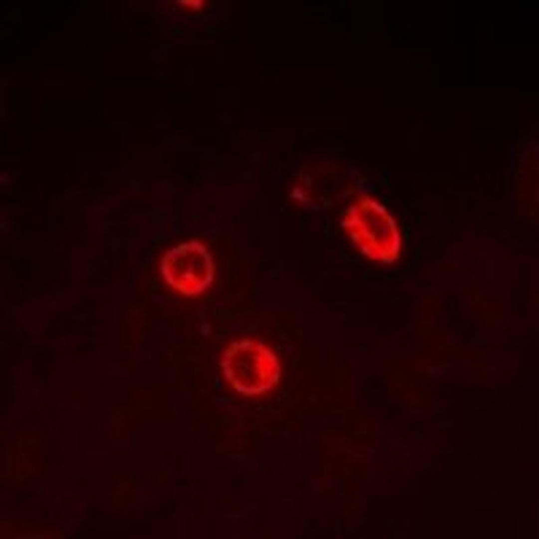 Immunofluorescent analysis of MCF7 cells using CGA antibody