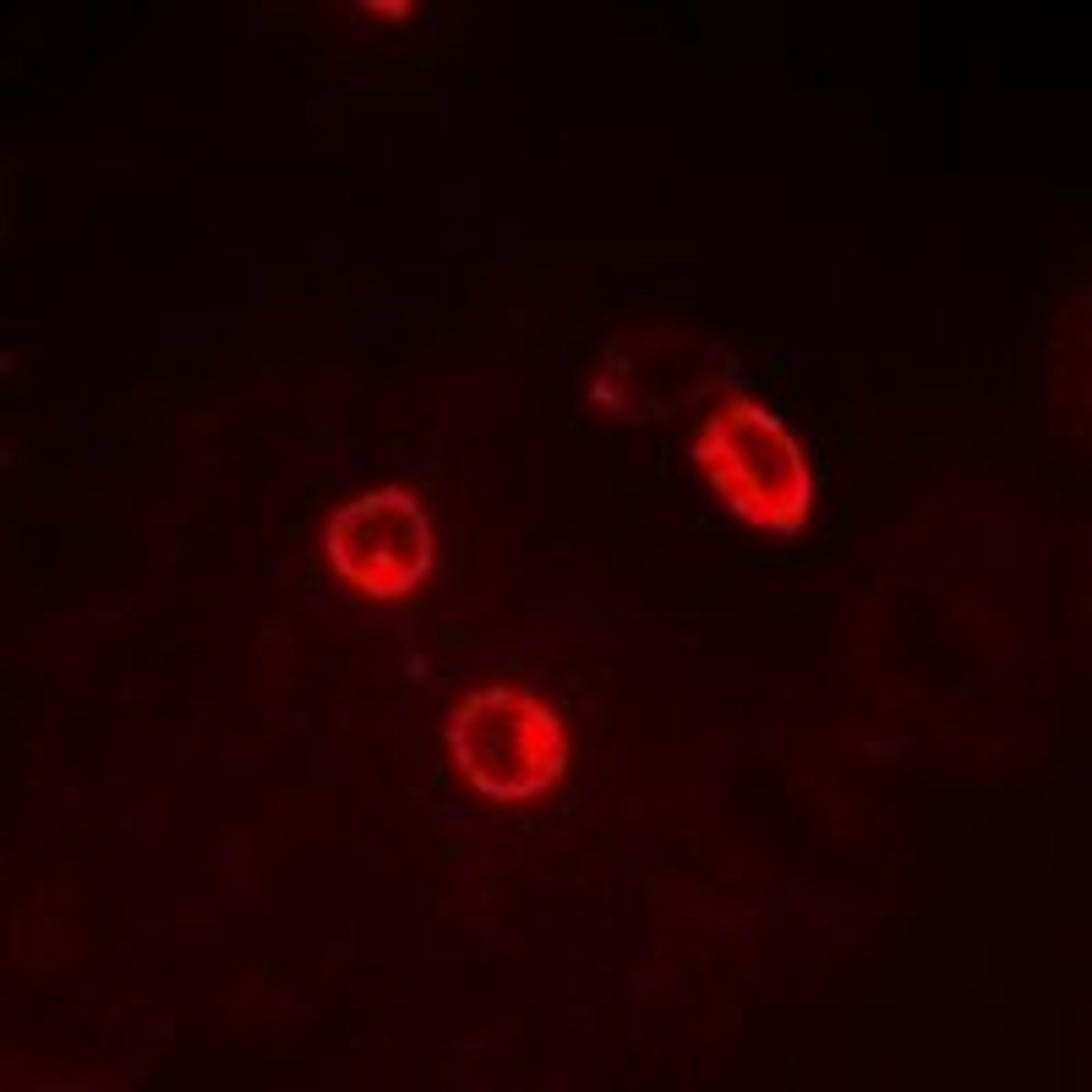 Immunofluorescent analysis of MCF7 cells using CGA antibody