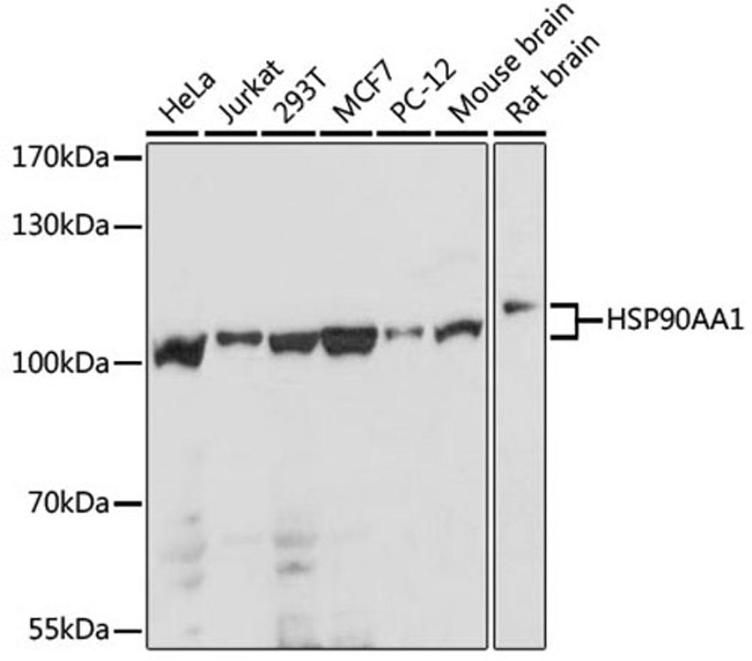 Western blot - HSP90AA1 antibody (A12448)