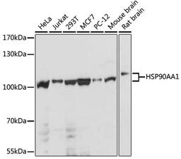 Western blot - HSP90AA1 antibody (A12448)