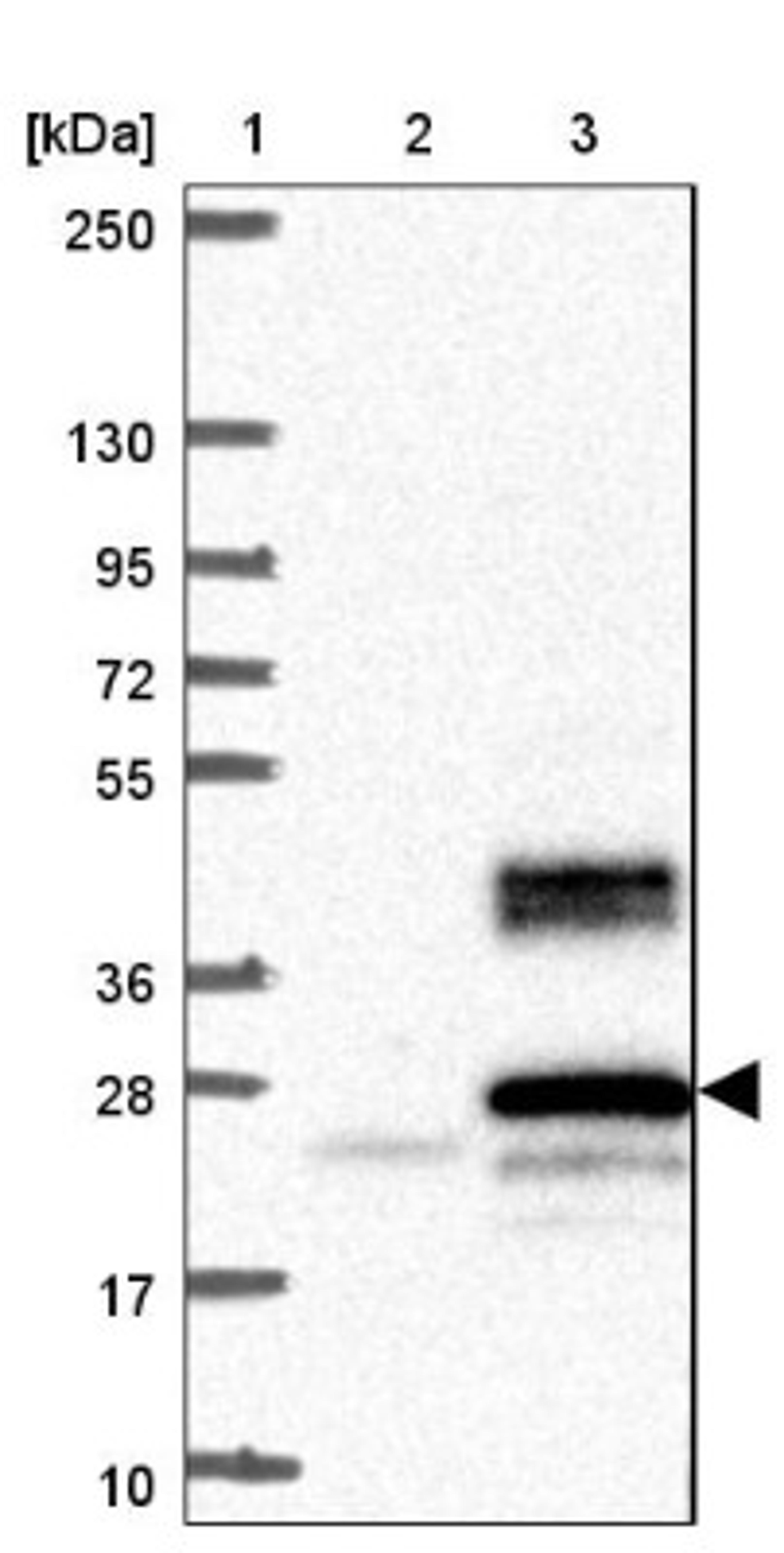 Western Blot: SCAMP4 Antibody [NBP1-93849] - Lane 1: Marker [kDa] 250, 130, 95, 72, 55, 36, 28, 17, 10<br/>Lane 2: Negative control (vector only transfected HEK293T lysate)<br/>Lane 3: Over-expression lysate (Co-expressed with a C-terminal myc-DDK tag (~3.1 kDa) in mammalian HEK293T cells, LY409204)