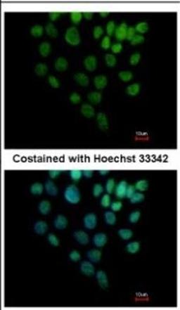 Immunocytochemistry/Immunofluorescence: SIN3B Antibody [NBP2-20367] - Immunofluorescence analysis of paraformaldehyde-fixed HCT116, using antibody at 1:500 dilution.