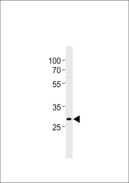 Western blot analysis in Daudi cell line lysates (35ug/lane).