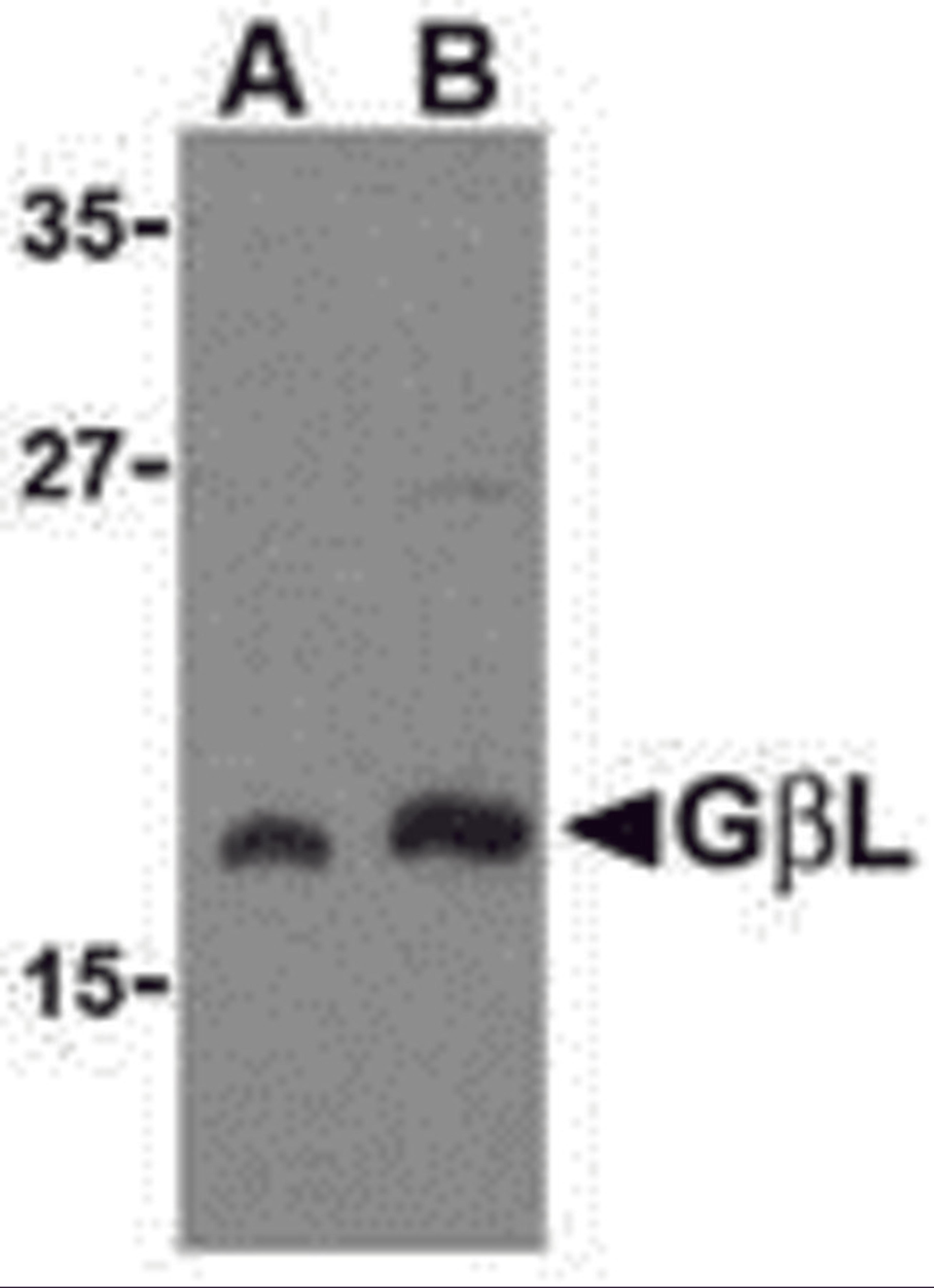 Western blot analysis of GbL in human brain cell lysate with GbL antibody at (A) 1 and (B) 2 μg/mL.
