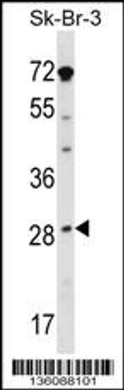 Western blot analysis in SK-BR-3 cell line lysates (35ug/lane).