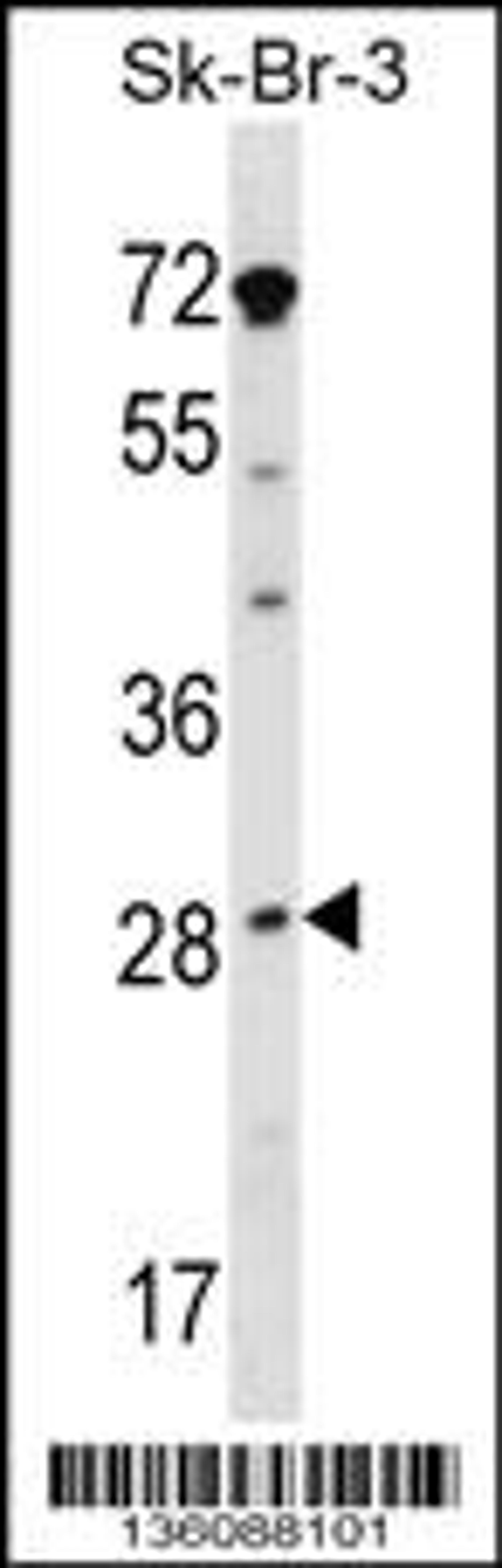 Western blot analysis in SK-BR-3 cell line lysates (35ug/lane).