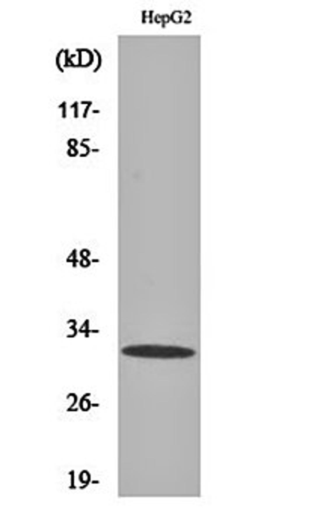 Western blot analysis of HepG2 cell lysates using PITP beta antibody