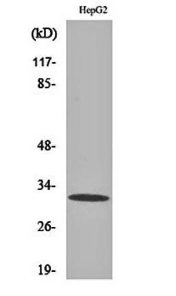 Western blot analysis of HepG2 cell lysates using PITP beta antibody