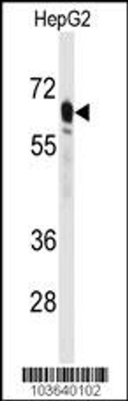 Western blot analysis of anti-PCK2 Antibody in HepG2 cell line lysates (35ug/lane)