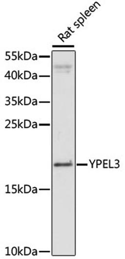 Western blot - YPEL3 antibody (A16578)