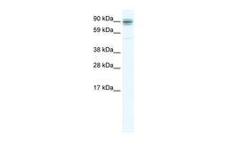 Antibody used in WB on Mouse NIH-3T3 at 2.5 ug/ml.