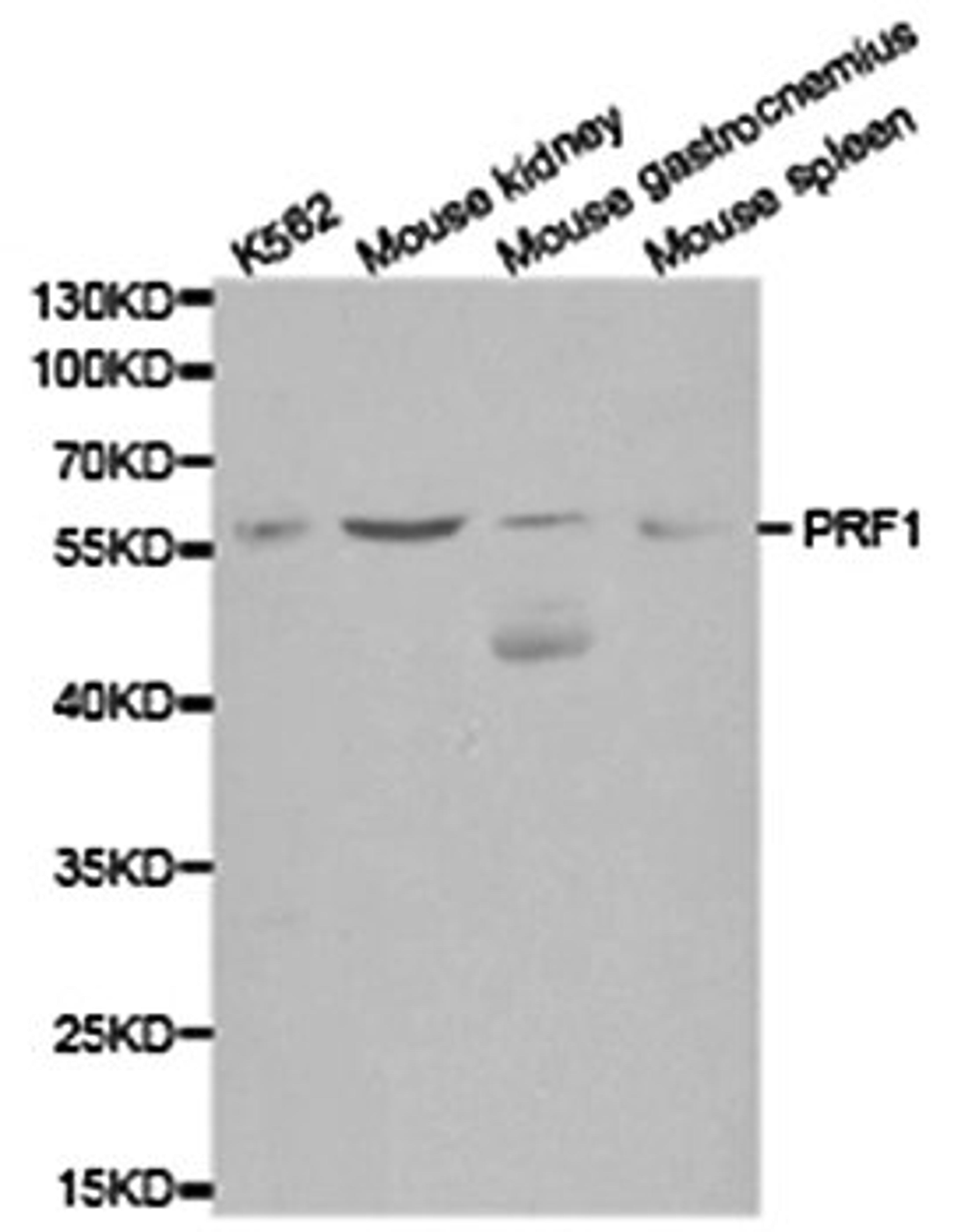 Western blot analysis of various cell lines using PRF1 antibody.