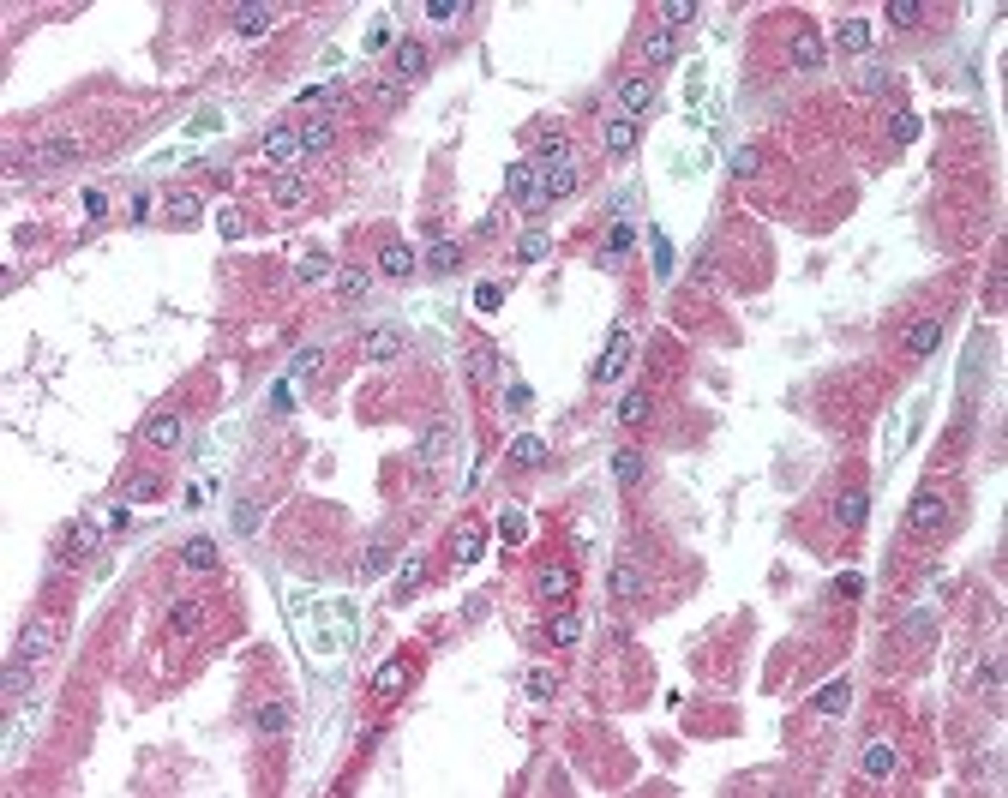 Immunohistochemistry staining of COL18A1 in kidney tissue using COL18A1 Antibody.