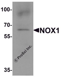 Western blot analysis of NOX1 in 293 cell lysate with NOX1 antibody at 1 μg/ml.