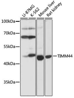 Western blot - TIMM44 antibody (A17446)