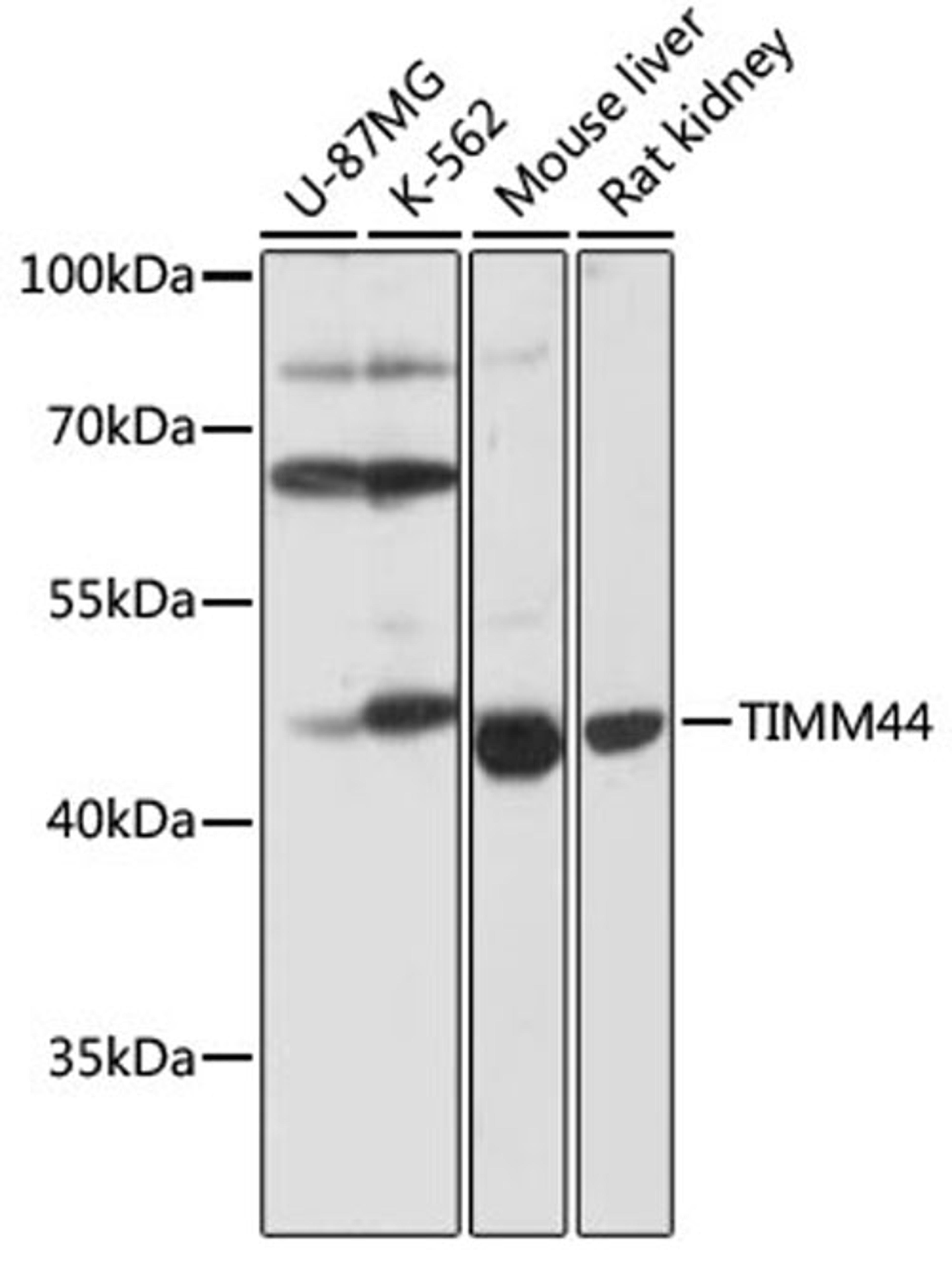 Western blot - TIMM44 antibody (A17446)