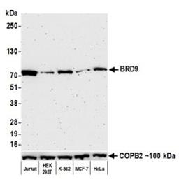 Detection of human BRD9 by western blot.