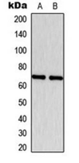 Western blot analysis of MCF7 (Lane 1), NIH3T3 (Lane 2) whole cell lysates using ESR1 antibody