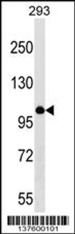 Western blot analysis in 293 cell line lysates (35ug/lane).