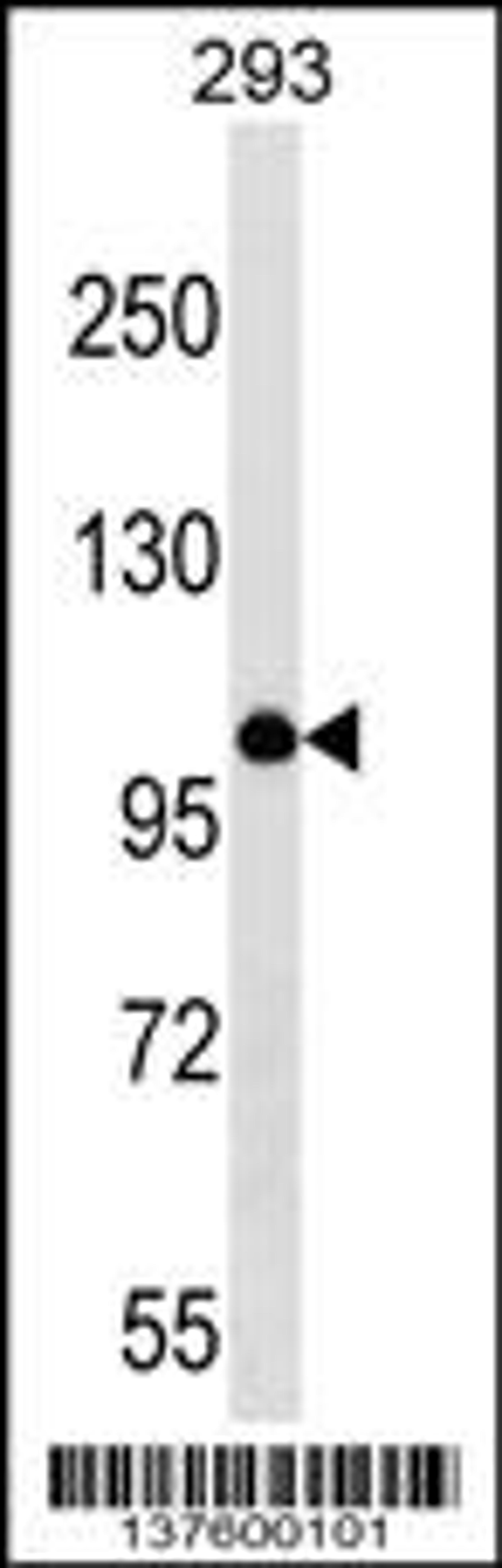 Western blot analysis in 293 cell line lysates (35ug/lane).