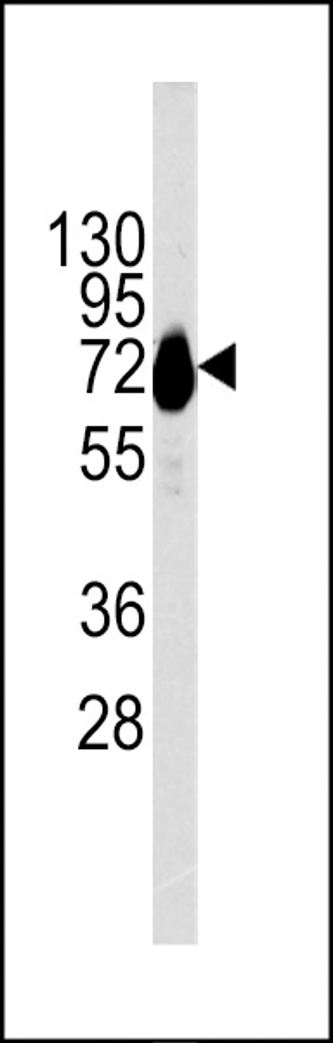 Western blot analysis of CDH10 Antibody in NCI-H460 cell line lysates (35ug/lane)