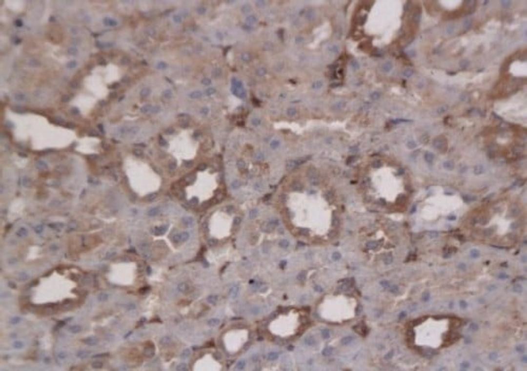 Immunohistochemical staining of paraffin embedded rat renal glomerulus tissue stained with Beta Actin antibody (DAB as chromogen)