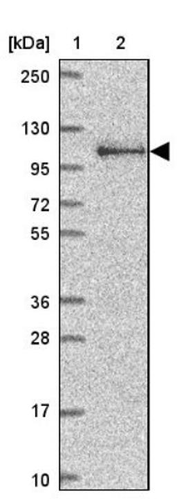 Western Blot: ARVCF Antibody [NBP2-38999] - Lane 1: Marker [kDa] 250, 130, 95, 72, 55, 36, 28, 17, 10<br/>Lane 2: RT-4