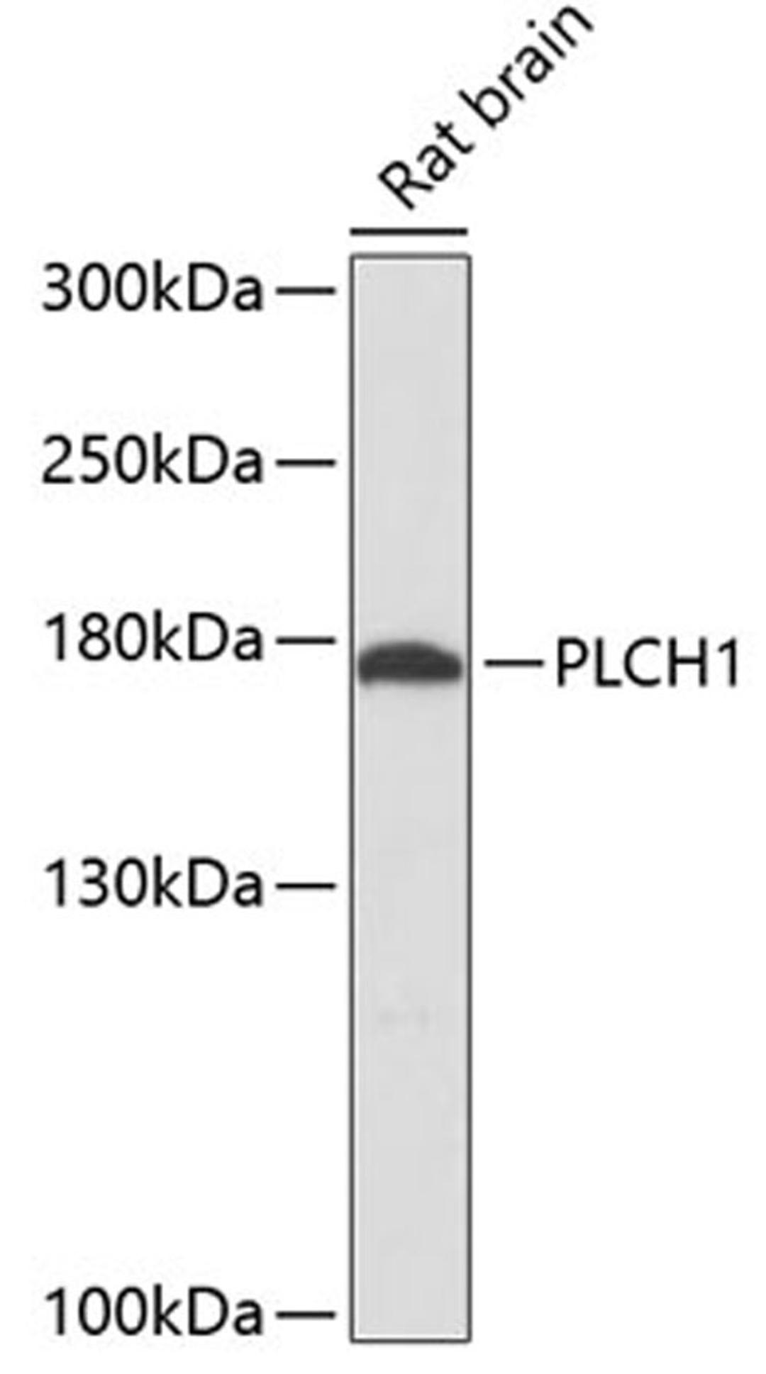 Western blot - PLCH1 antibody (A12903)