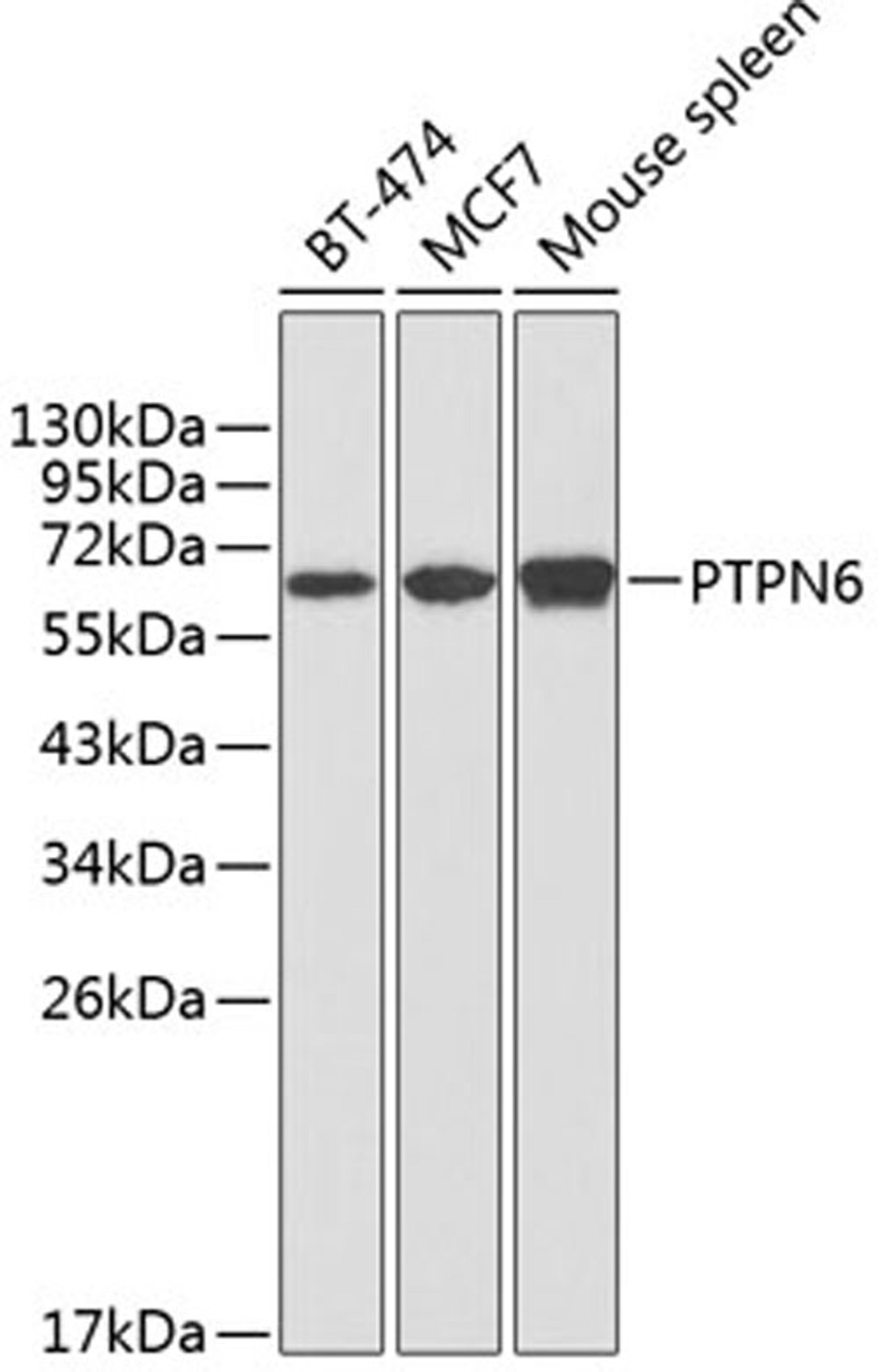 Western blot - PTPN6 antibody (A1446)