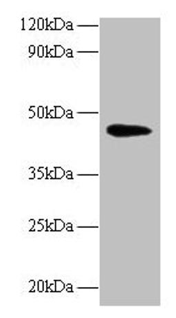 Western blot. All lanes: NAPSA antibody at 2µg/ml + Mouse kidney tissue. Secondary. Goat polyclonal to rabbit IgG at 1/10000 dilution. Predicted band size: 46 kDa. Observed band size: 46 kDa