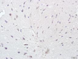 Immunohistochemical staining of Mouse brain tissue using APR3 antibody.