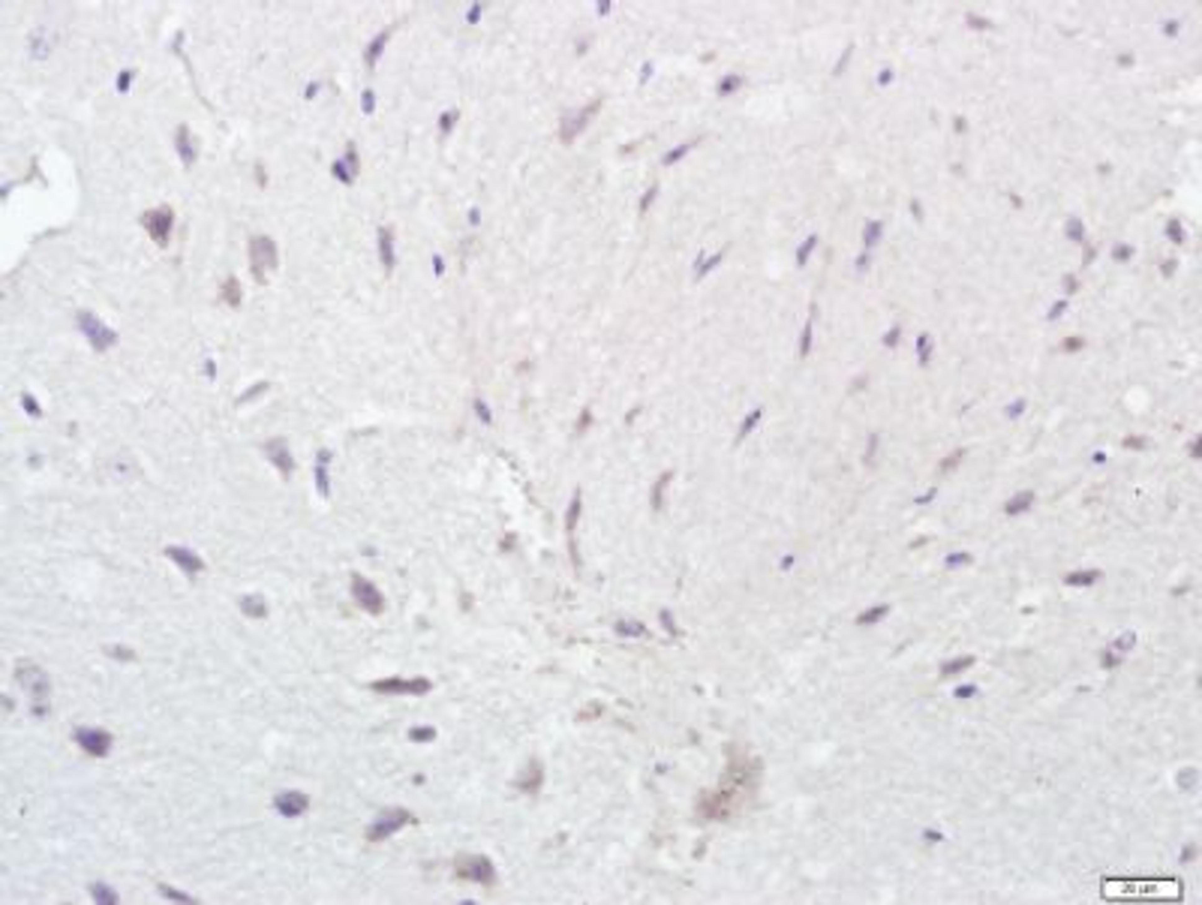 Immunohistochemical staining of Mouse brain tissue using APR3 antibody.