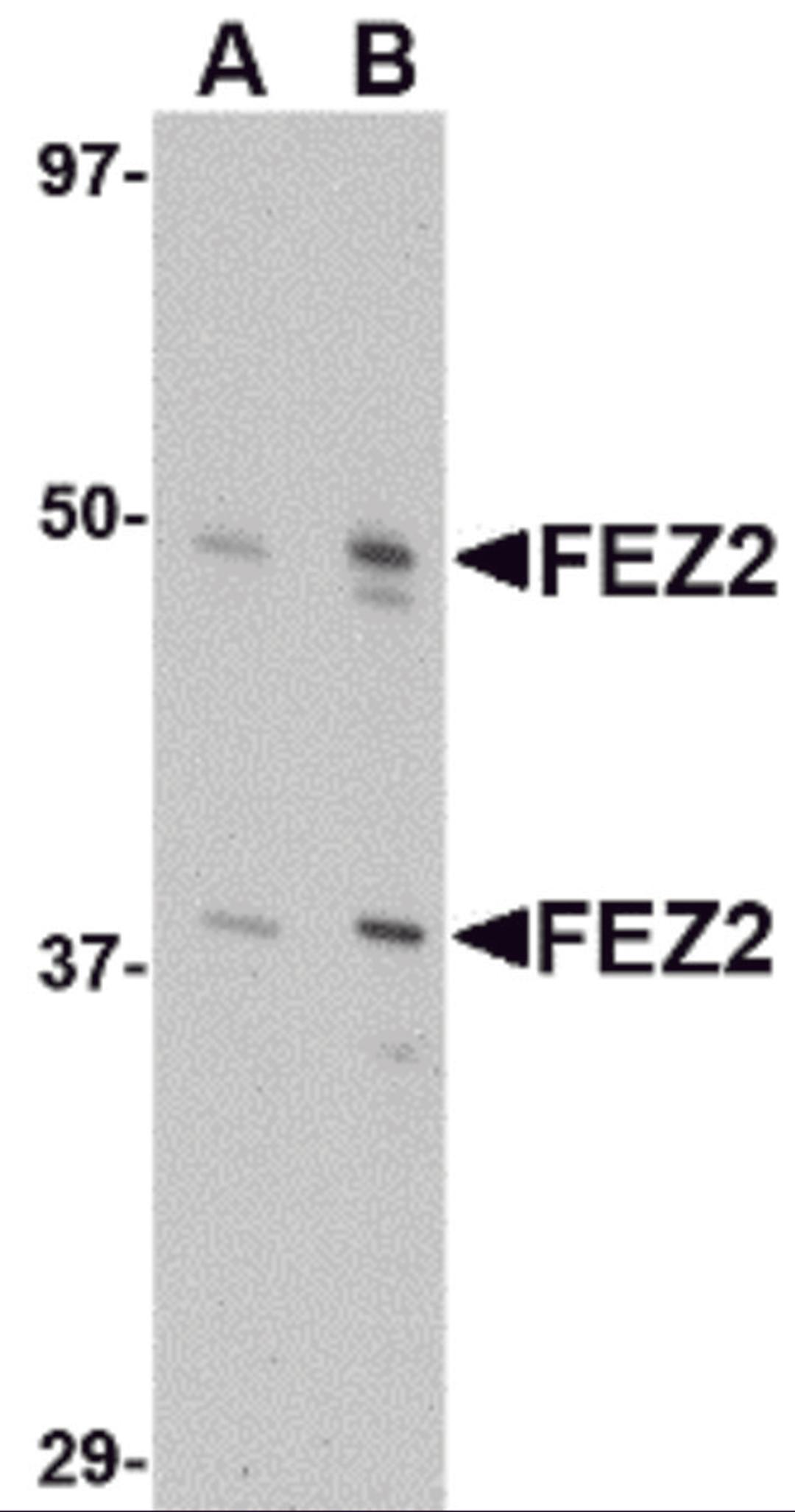 Western blot analysis of FEZ2 in 3T3 cell lysate with FEZ2 antibody at (A) 0.5, and (B) 1 &#956;g/mL.