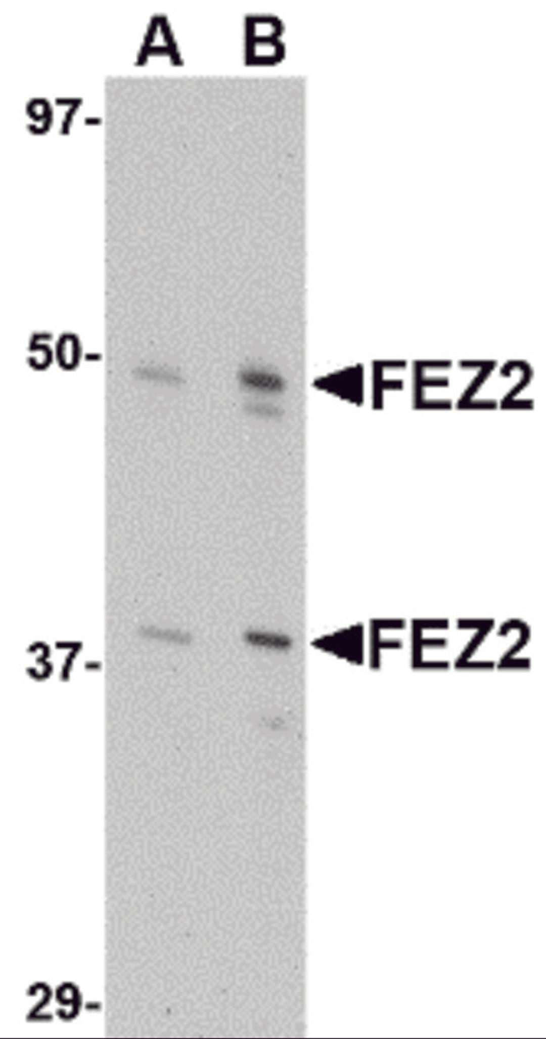 Western blot analysis of FEZ2 in 3T3 cell lysate with FEZ2 antibody at (A) 0.5, and (B) 1 μg/mL.