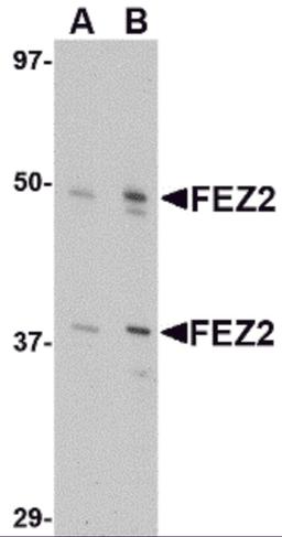 Western blot analysis of FEZ2 in 3T3 cell lysate with FEZ2 antibody at (A) 0.5, and (B) 1 μg/mL.