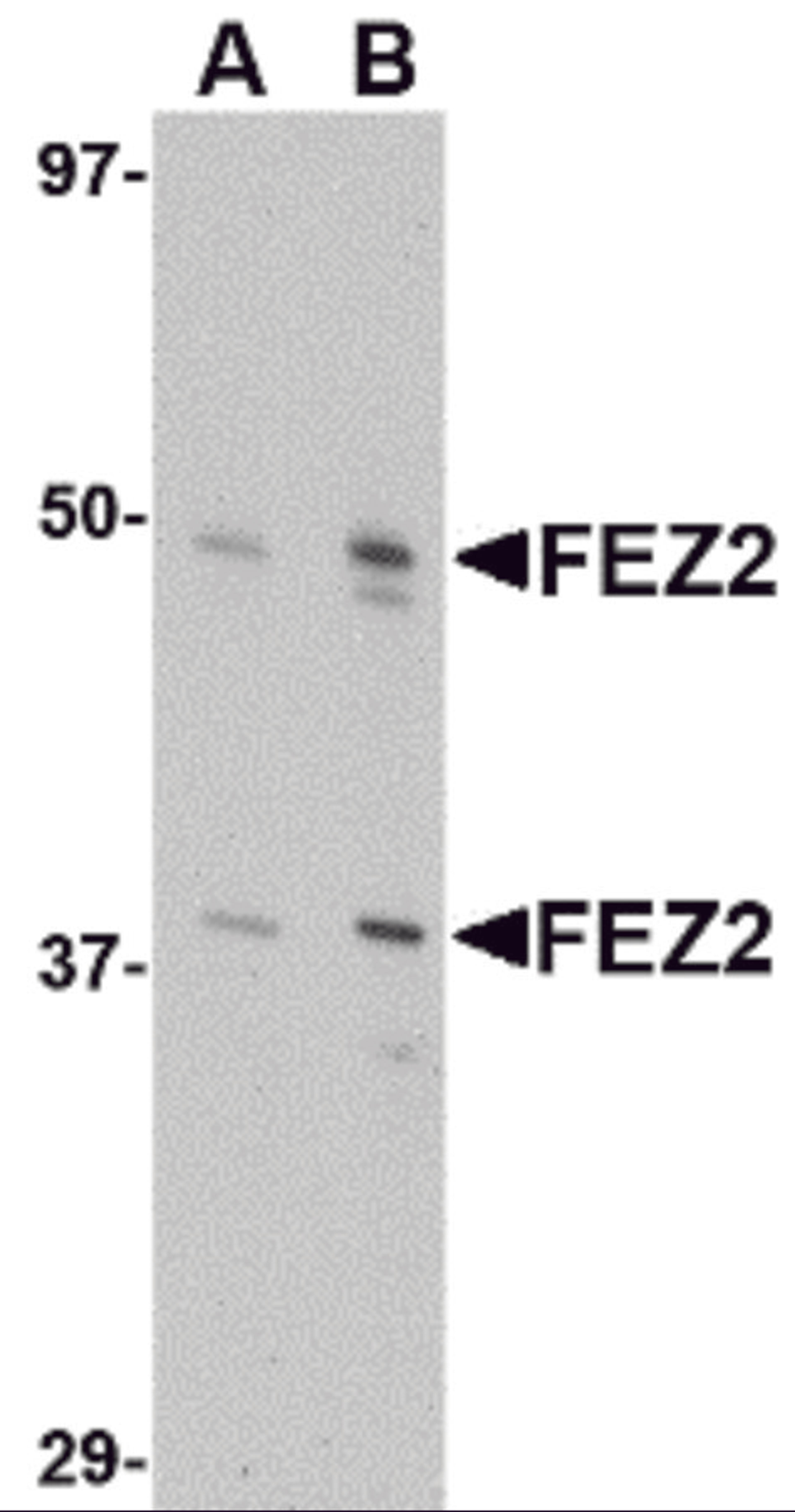 Western blot analysis of FEZ2 in 3T3 cell lysate with FEZ2 antibody at (A) 0.5, and (B) 1 μg/mL.