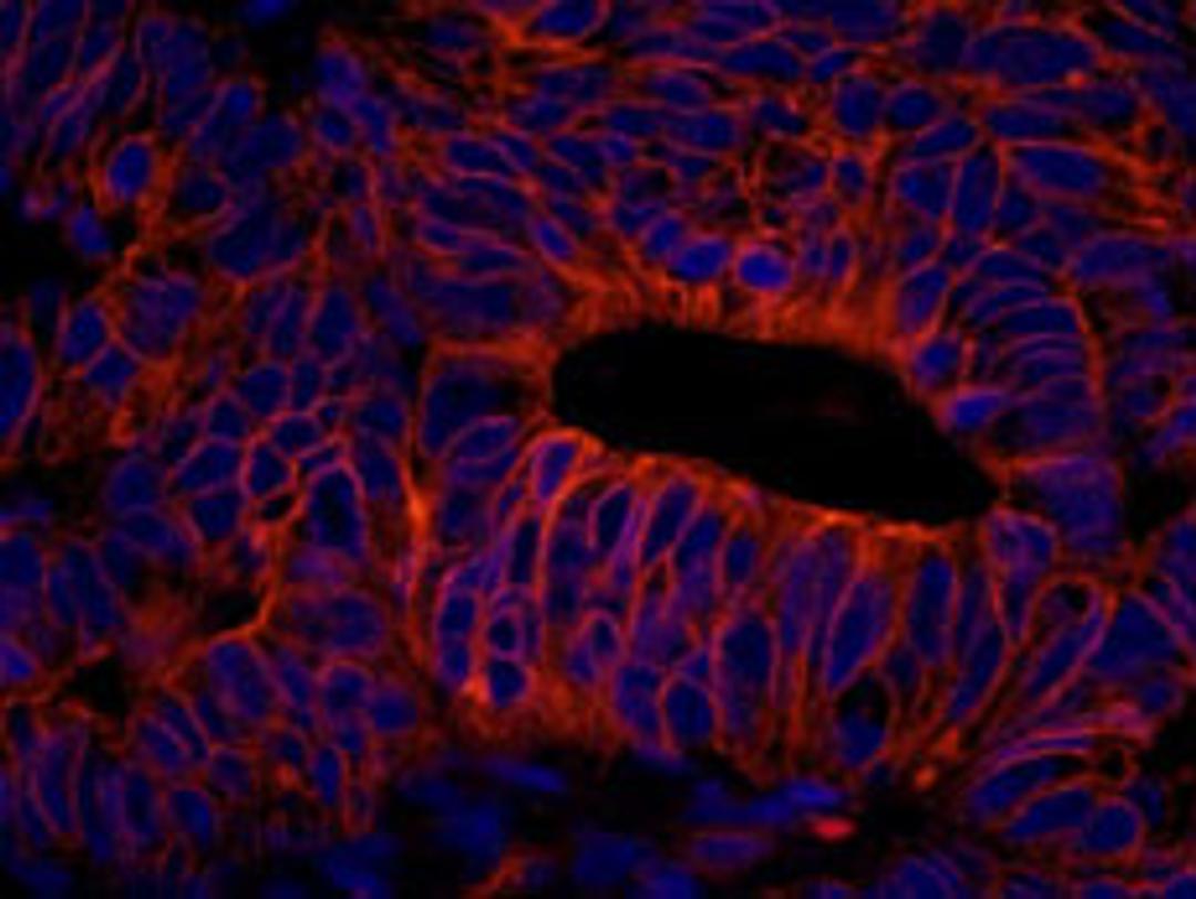 Detection of human SPTAN1/Alpha II-spectrin by immunohistochemistry.