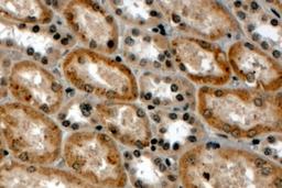 46-283 (4ug/ml) staining of paraffin embedded Human Kidney. Steamed antigen retrieval with Tris/EDTA buffer pH 9, HRP-staining.