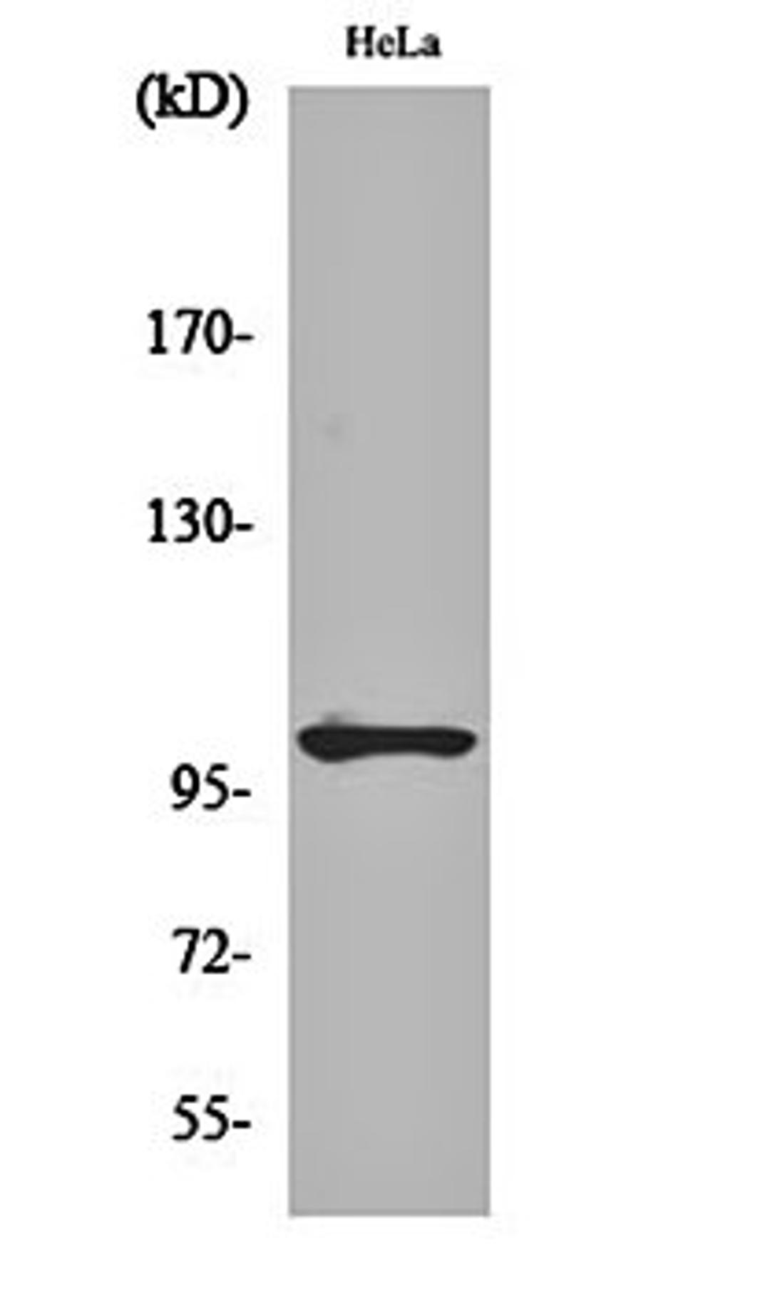 Western blot analysis of Hela cell lysates using NF kappa B-p105 (phospho-S907) antibody