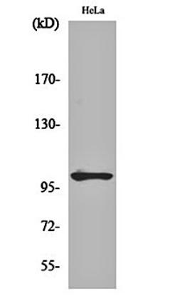 Western blot analysis of Hela cell lysates using NF kappa B-p105 (phospho-S907) antibody