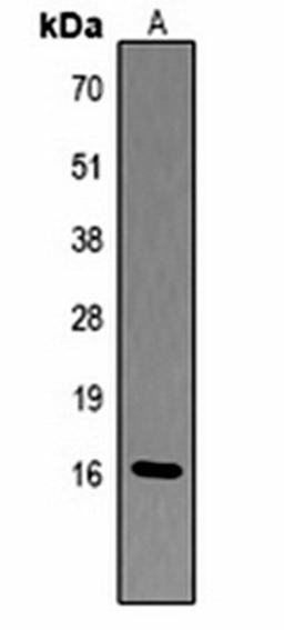 Western blot analysis of  Hela (Lane1) whole cell lysates using Histone H3 (Phospho-T6) antibody