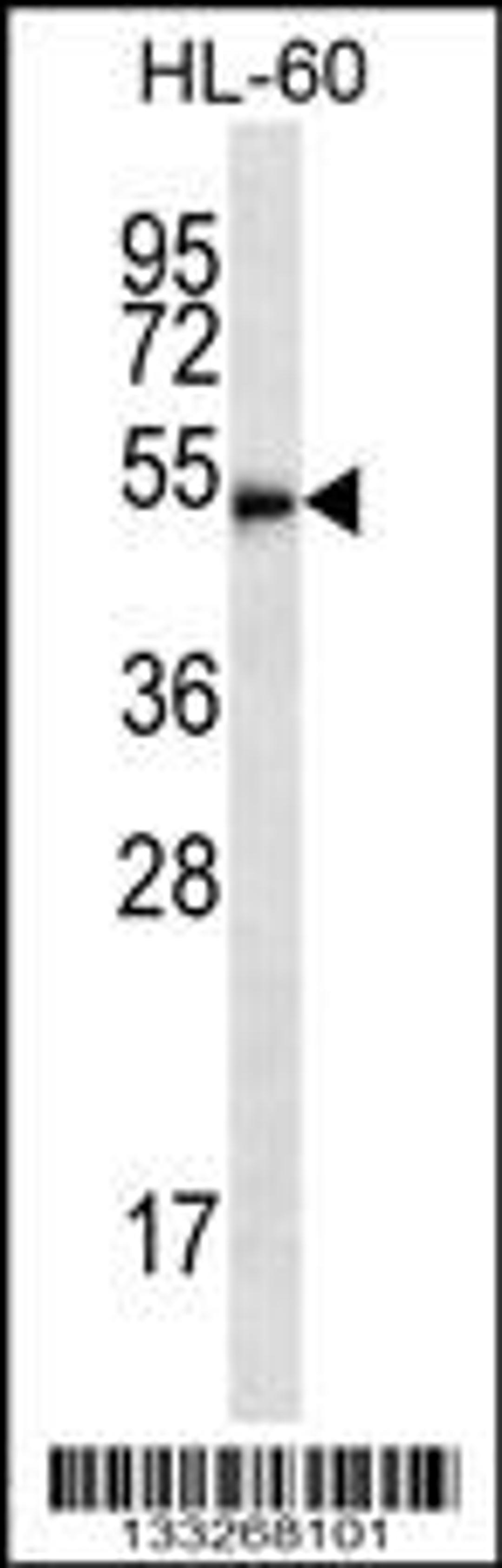 Western blot analysis in HL-60 cell line lysates (35ug/lane).