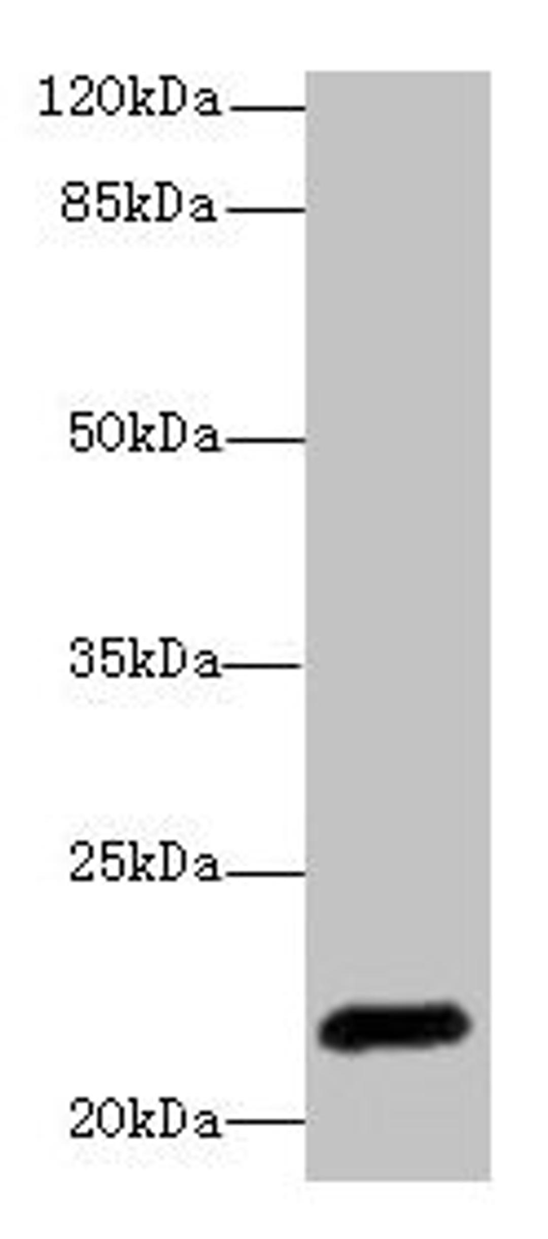 Western blot. All lanes: EPO antibody at 3µg/ml + HepG2 whole cell lysate. Secondary. Goat polyclonal to rabbit IgG at 1/10000 dilution. Predicted band size: 22 kDa. Observed band size: 22 kDa