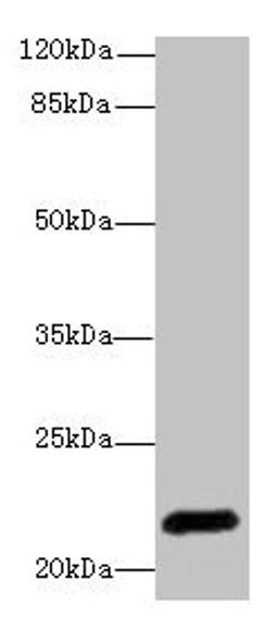 Western blot. All lanes: EPO antibody at 3µg/ml + HepG2 whole cell lysate. Secondary. Goat polyclonal to rabbit IgG at 1/10000 dilution. Predicted band size: 22 kDa. Observed band size: 22 kDa