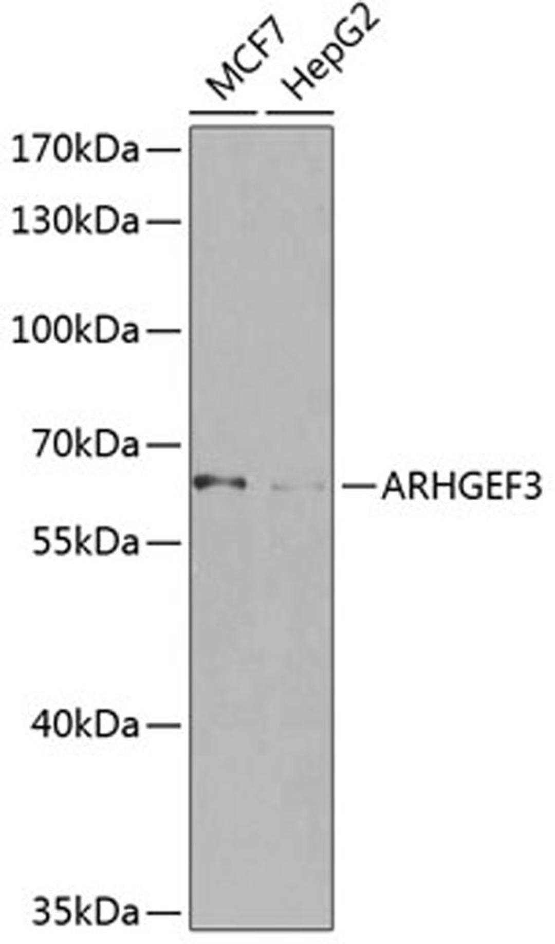 Western blot - ARHGEF3 antibody (A8490)