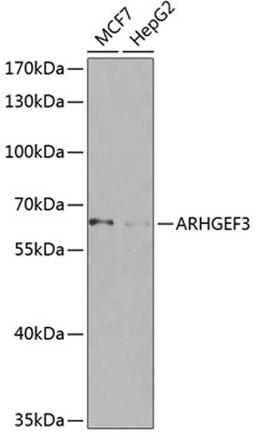 Western blot - ARHGEF3 antibody (A8490)