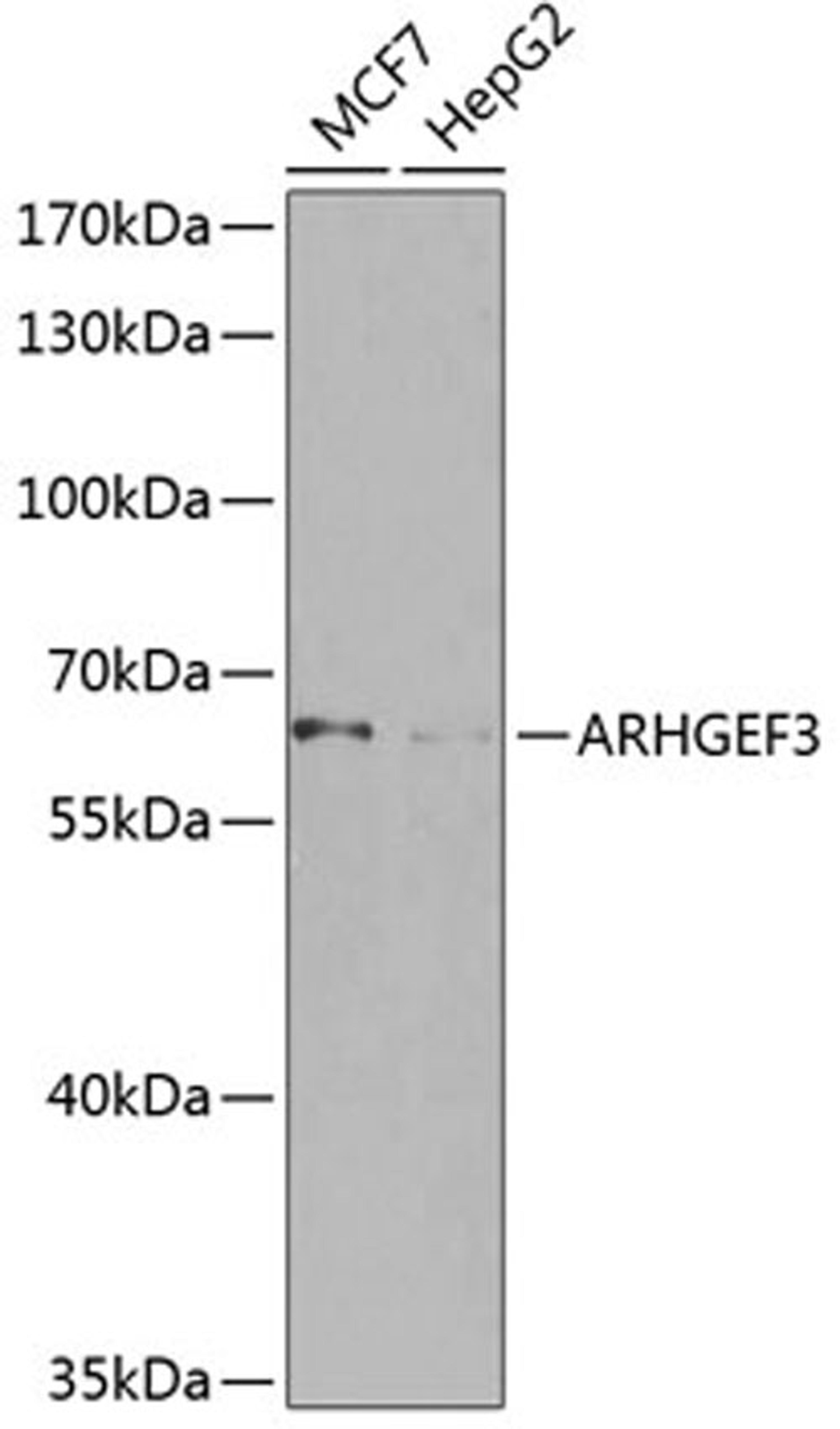 Western blot - ARHGEF3 antibody (A8490)